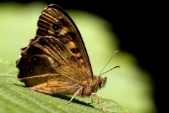 Oss-Marco-Farfalla
